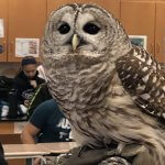 owl in classroom
