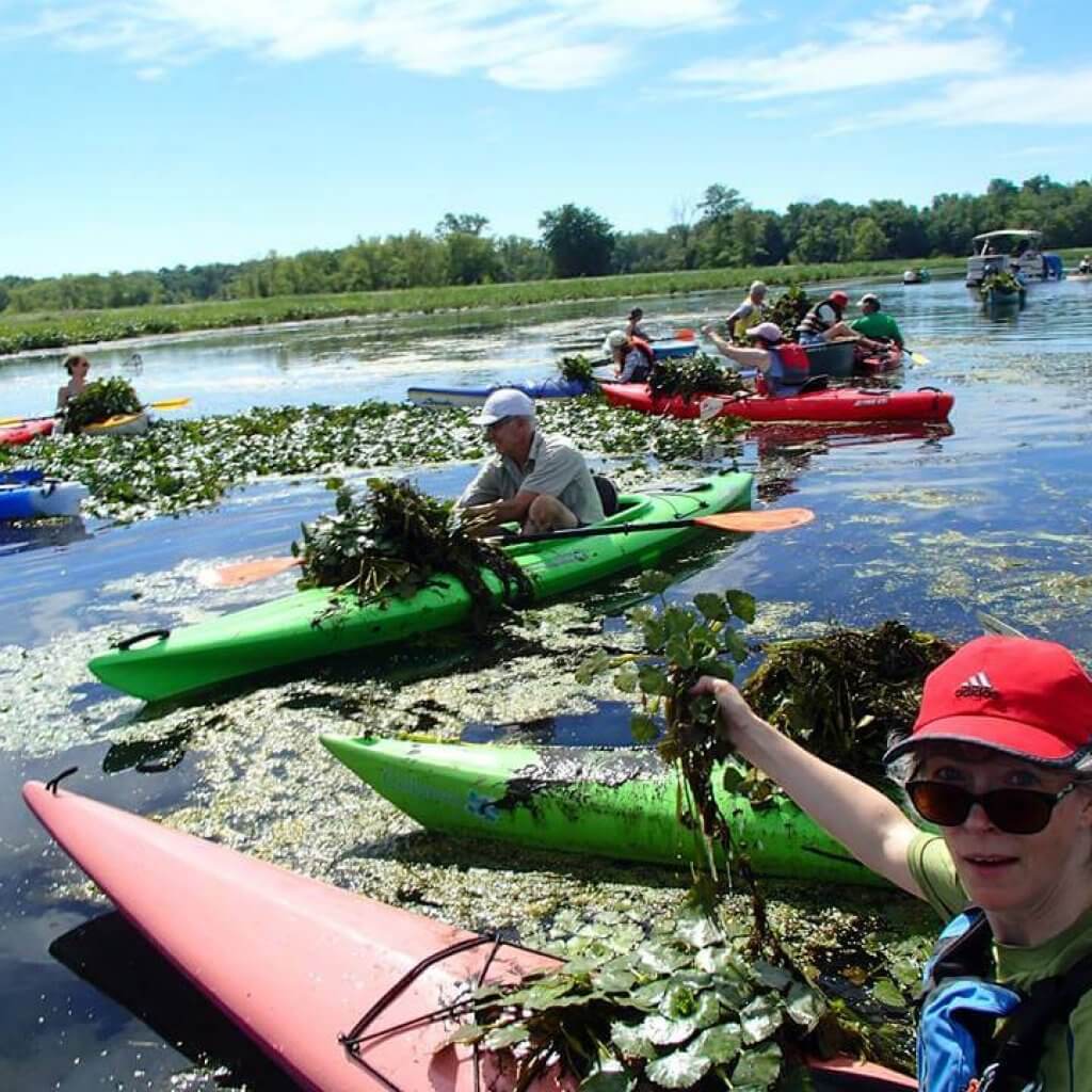 kayakers removing invasive plants