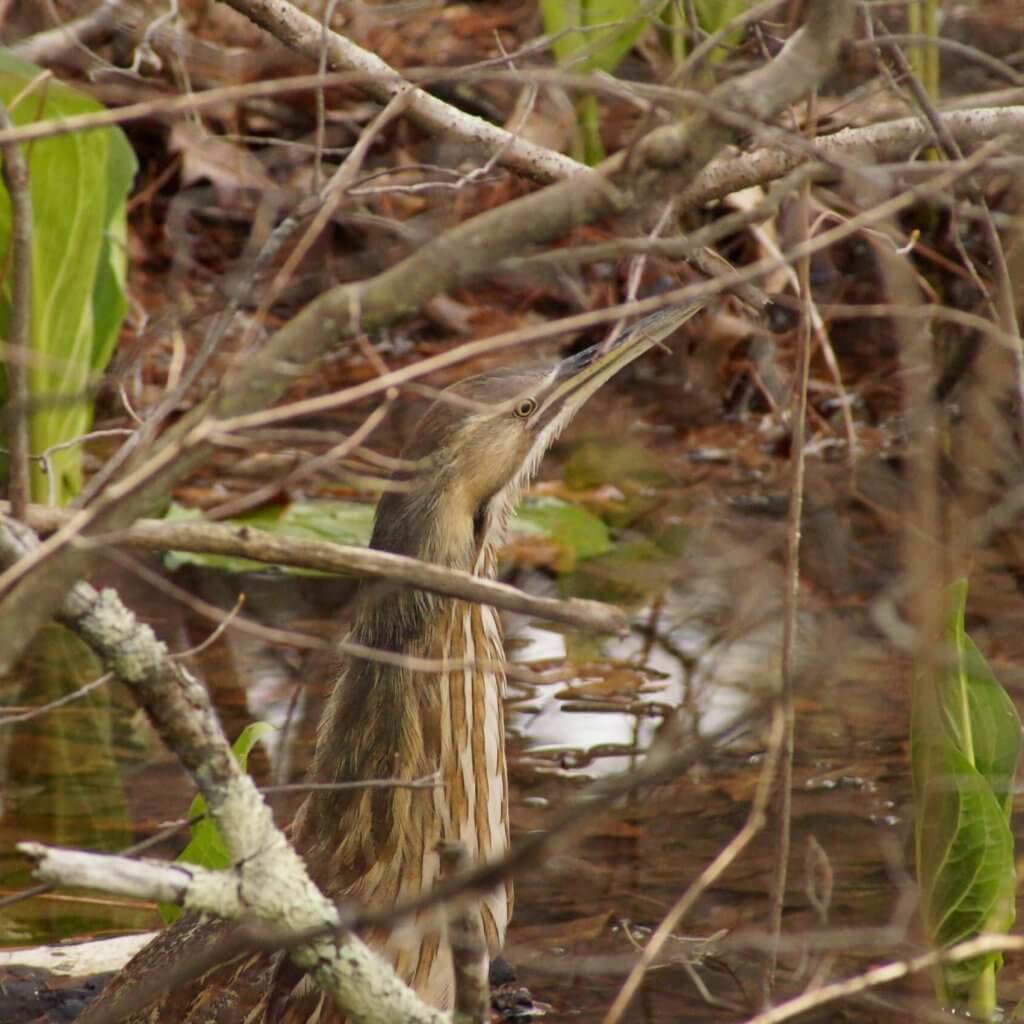 Learn about rare bird species living in the lower CT River valley and how and where to spot the secretive American Bittern.