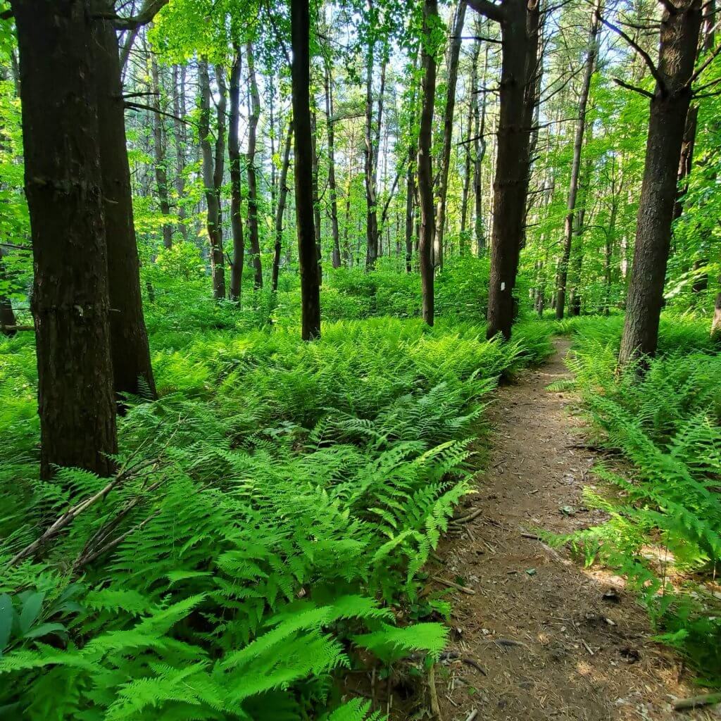A beautiful, easy walk through white and red pine plantation, carpeted with fern in the summer.
