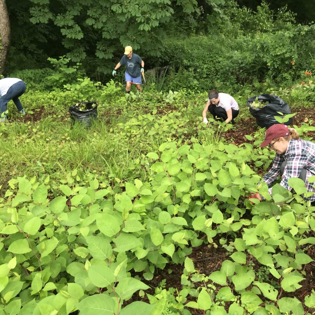 Knotweed is the most talked-about invasive plant in Connecticut, growing on river banks, along roadsides, and in other disturbed soils. Join guest blogger Suzanne Thompson as she shares her journey with Nix The Knotweed and her quest to allow native plants to thrive.