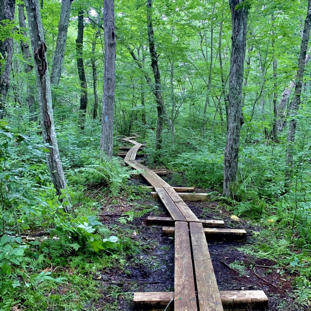 Nestled in the Nehantic State Forest in Lyme, the Nayantaquit Trail meanders through a dense, hardwood forest and allows hikers to experience rocky ups and downs, thriving flora, and rock formations.
